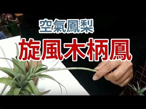 旋風木柄鳳開花|大